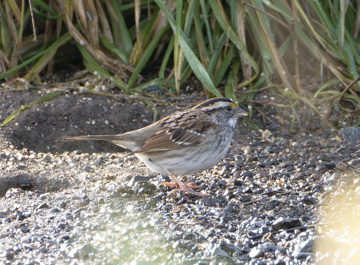 White-throated Sparrow - ML613395263