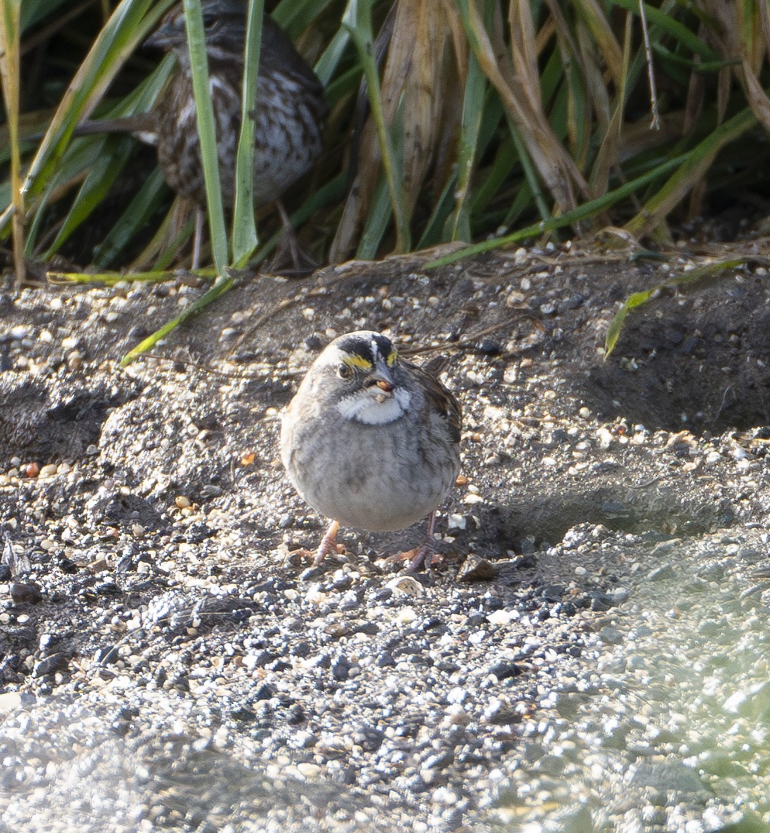 White-throated Sparrow - ML613395264