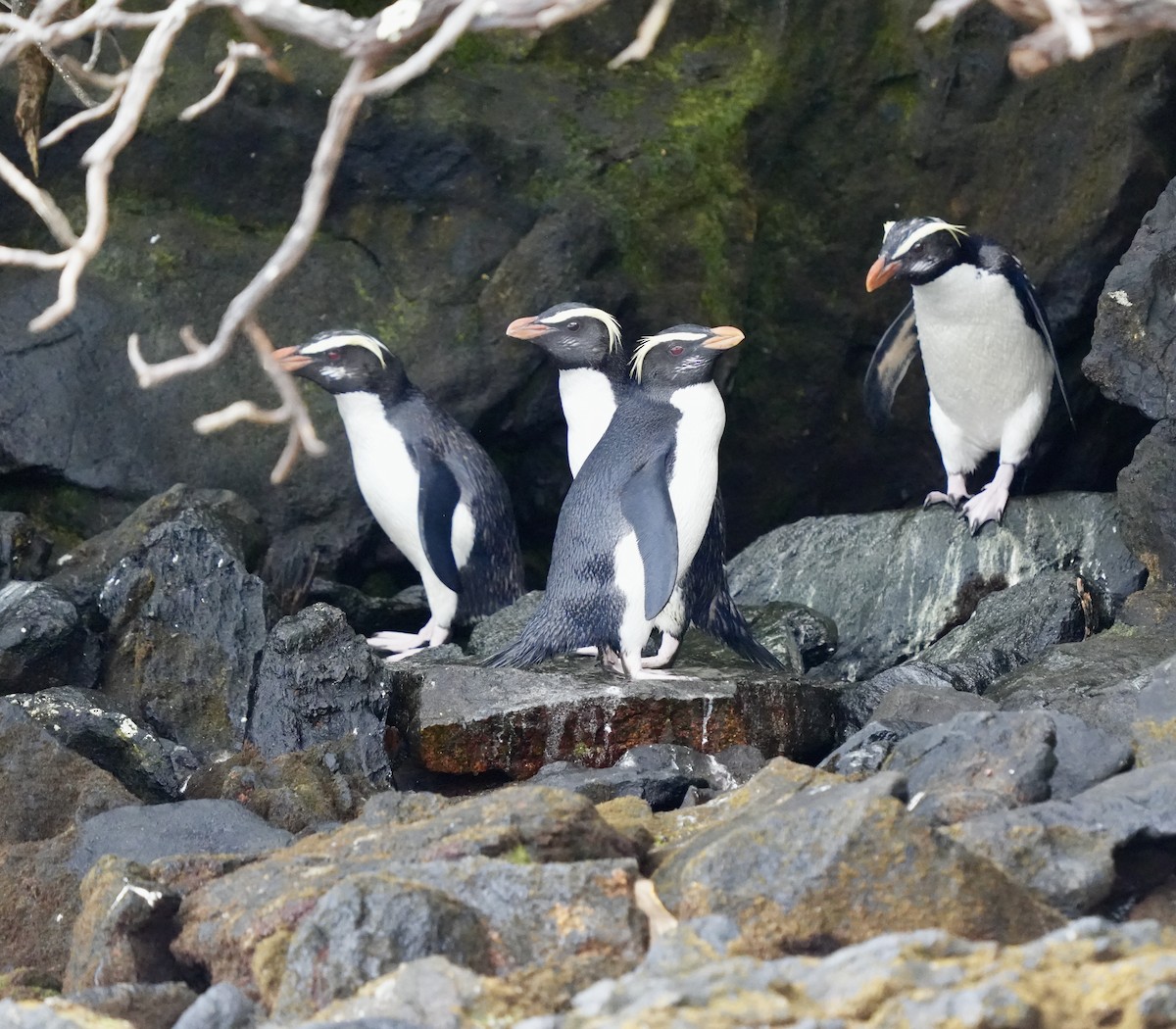 Fiordland Penguin - ML613395278
