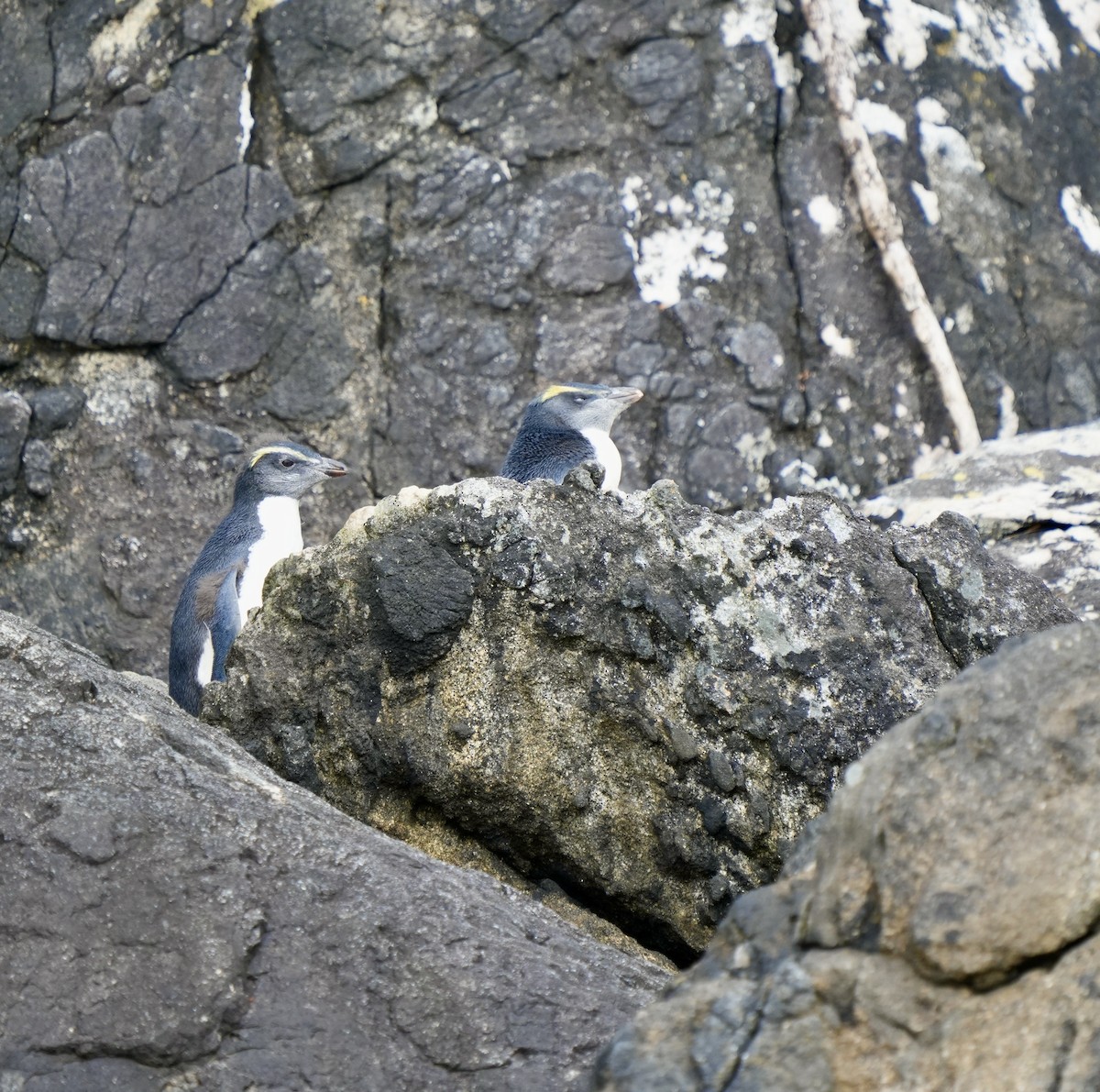 Fiordland Penguin - ML613395321