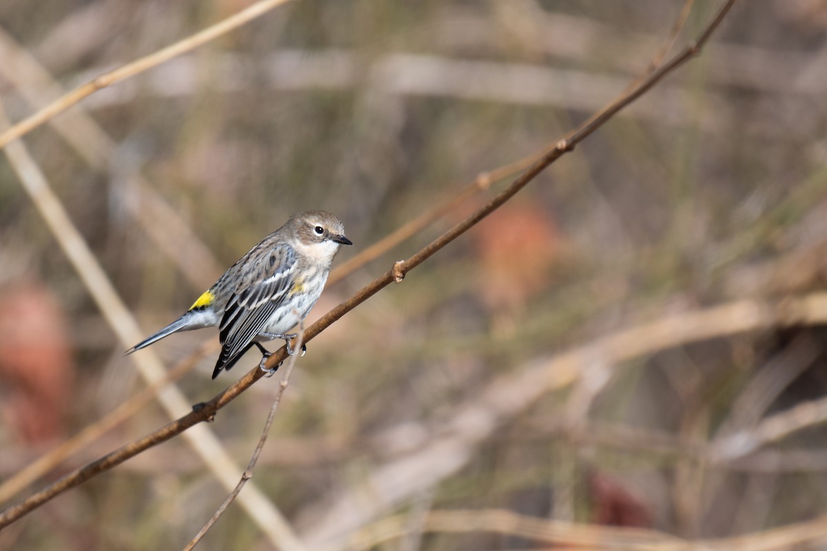 Yellow-rumped Warbler (Myrtle) - ML613395369