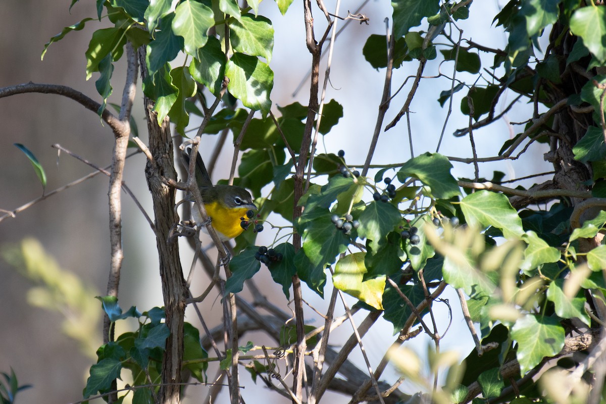 Yellow-breasted Chat (virens) - ML613395413
