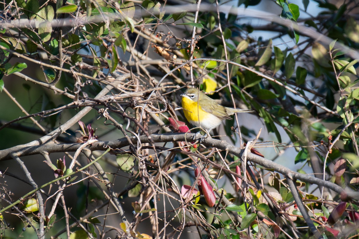 Yellow-breasted Chat (virens) - ML613395415