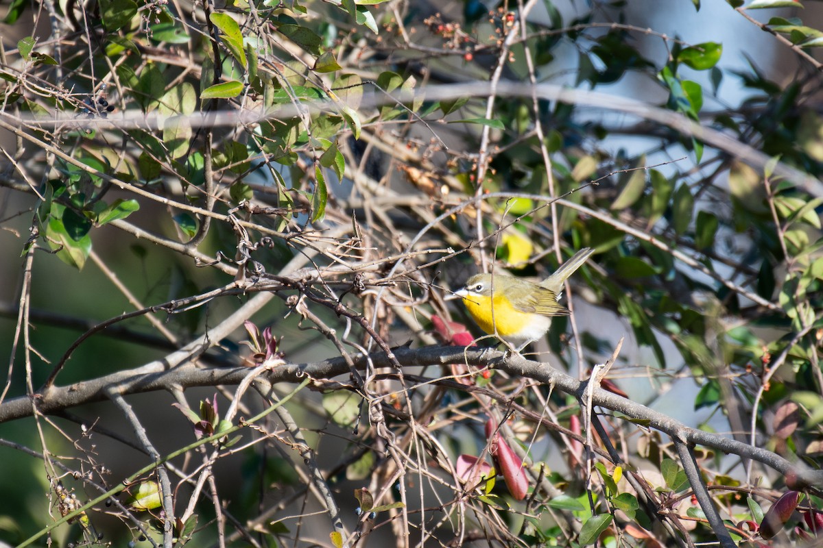 Yellow-breasted Chat (virens) - ML613395416