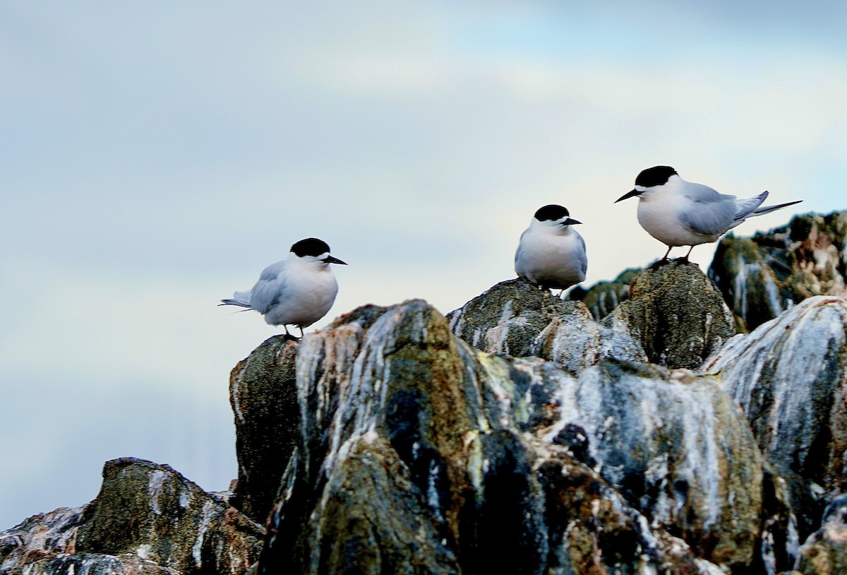 White-fronted Tern - ML613395524