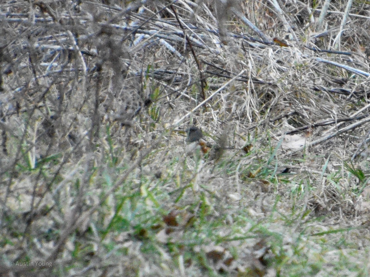 Spotted Towhee - ML613395550