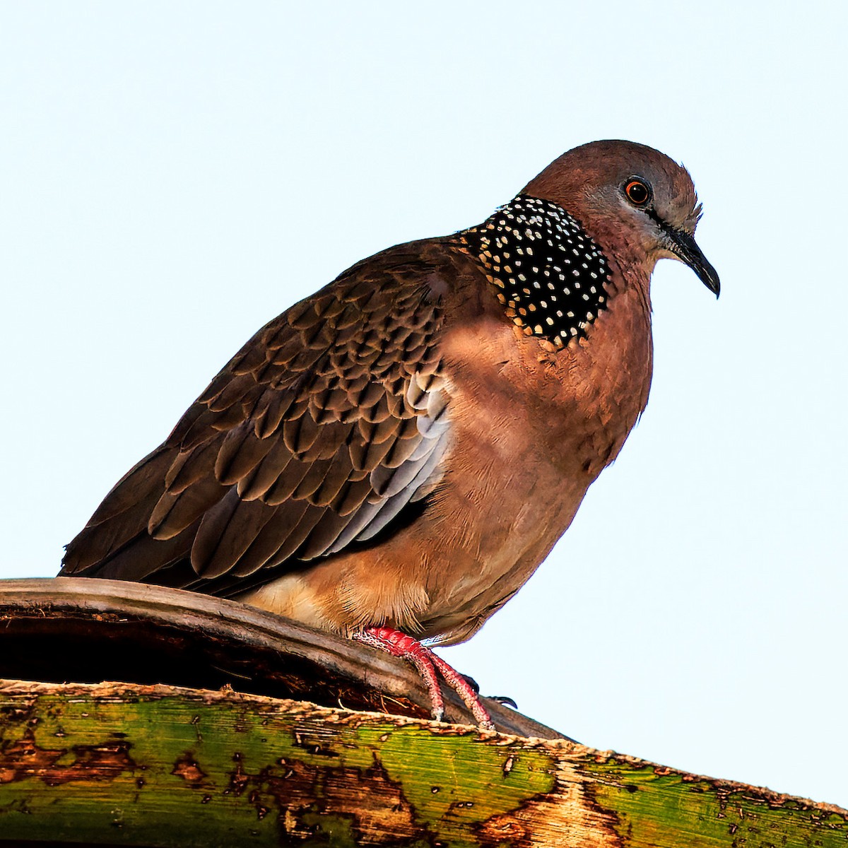 Spotted Dove - ML613395671