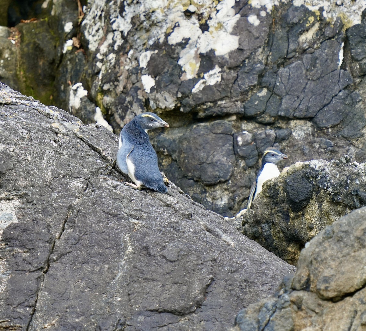Fiordland Penguin - ML613395839
