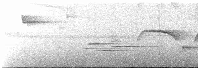 Светлогорлый тенелюб - ML613396126