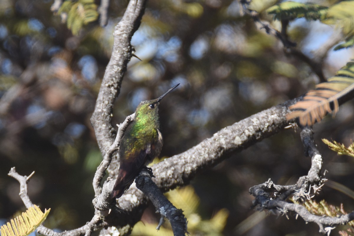 Berylline Hummingbird (Northern) - ML613396150