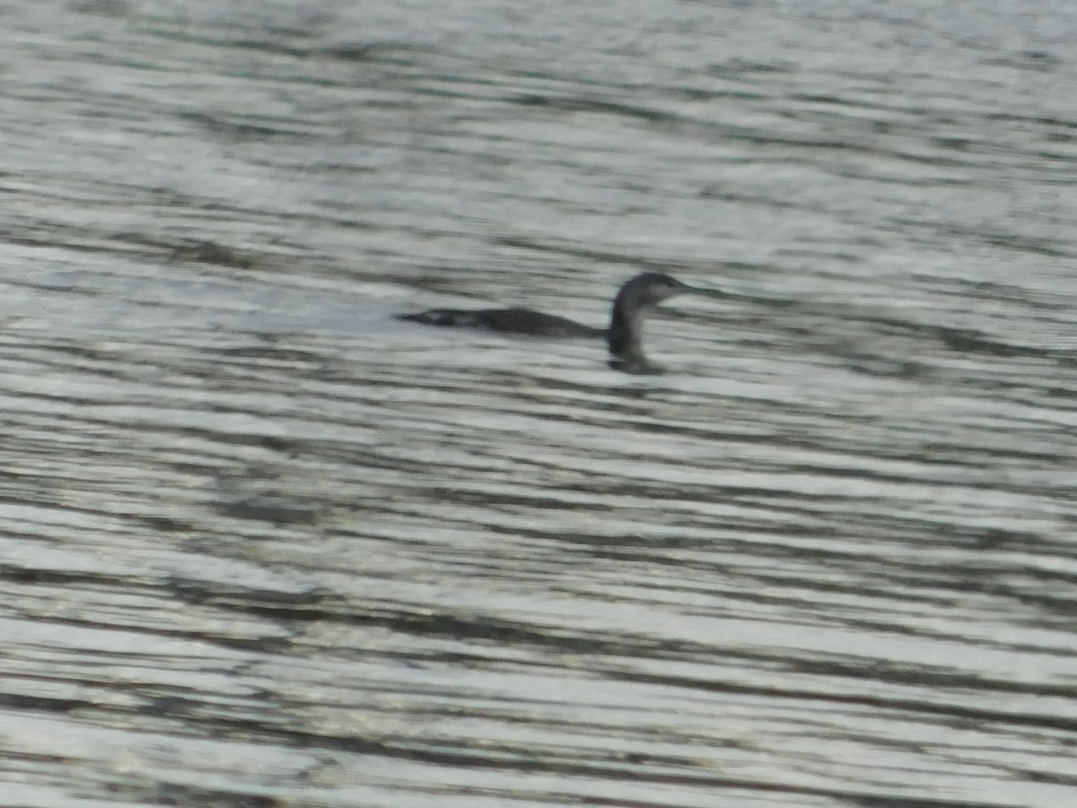 Red-throated Loon - ML613396242