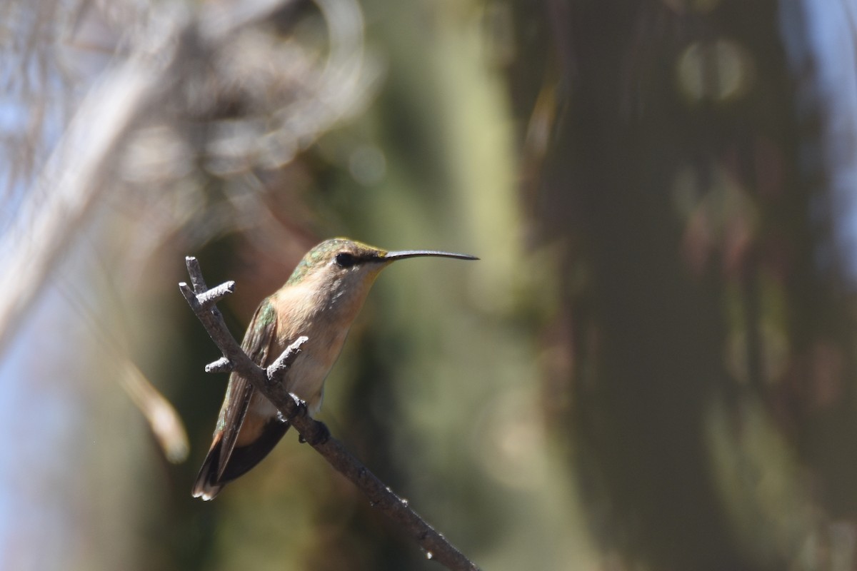 Beautiful Hummingbird - ML613396252