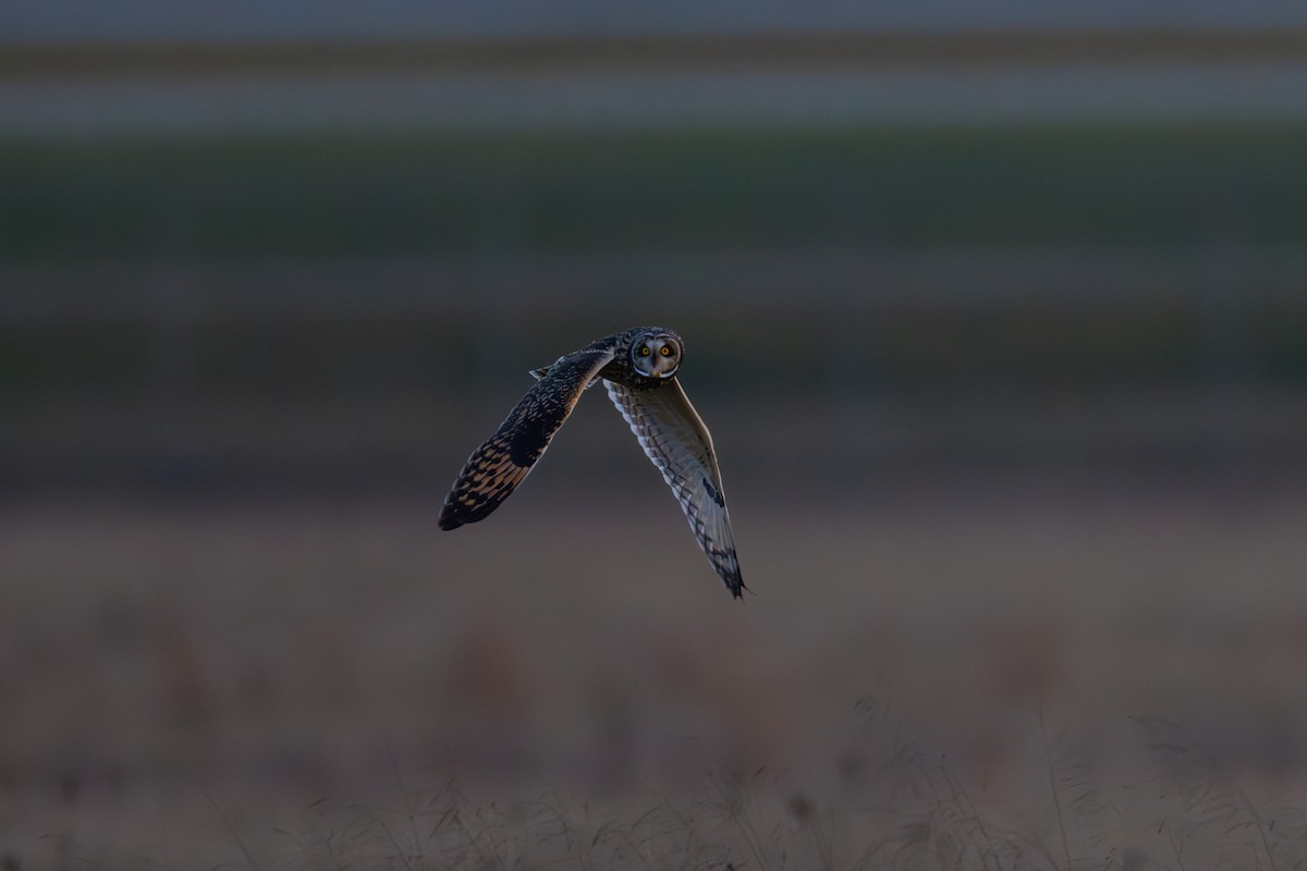 EBird Checklist 11 Jan 2024 Indianapolis International Airport 9   1200