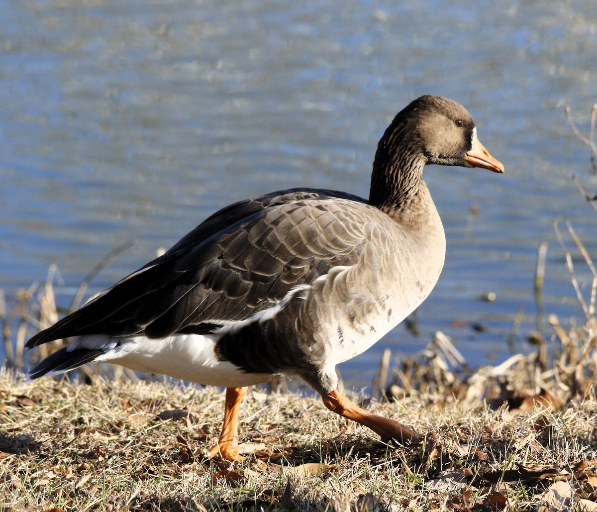 Greater White-fronted Goose - ML613396551