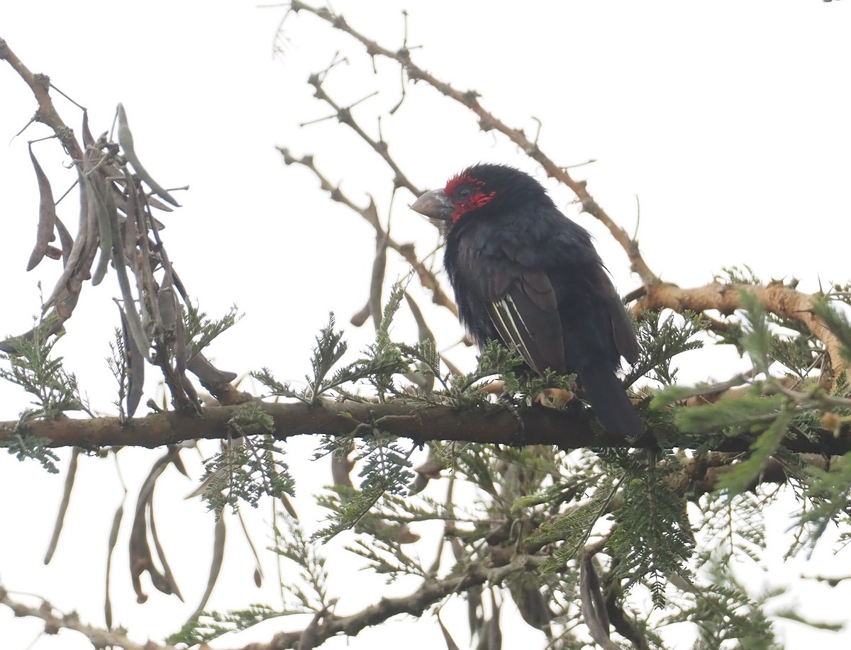 Red-faced Barbet - ML613396702