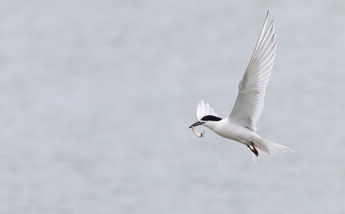 White-fronted Tern - ML613396944