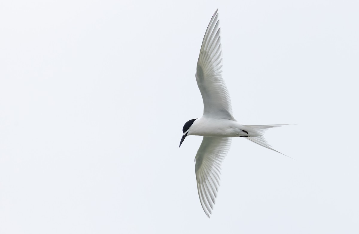 White-fronted Tern - ML613396947