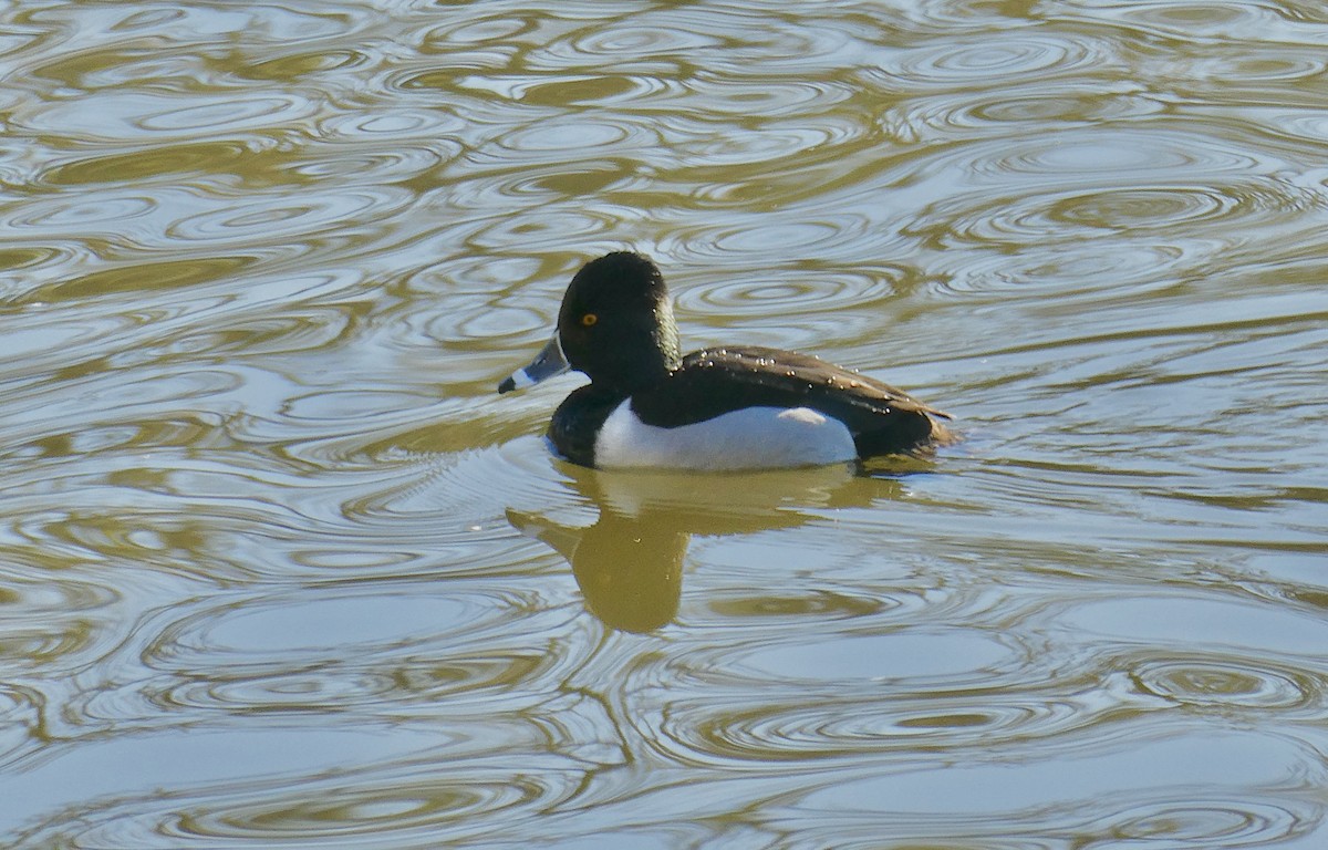 Ring-necked Duck - ML613397047