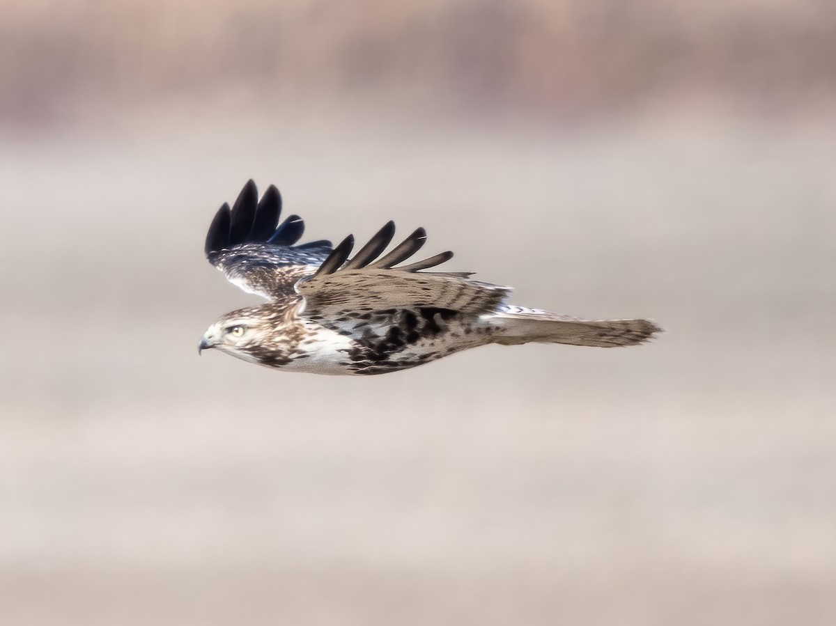 Red-tailed Hawk - ML613397335