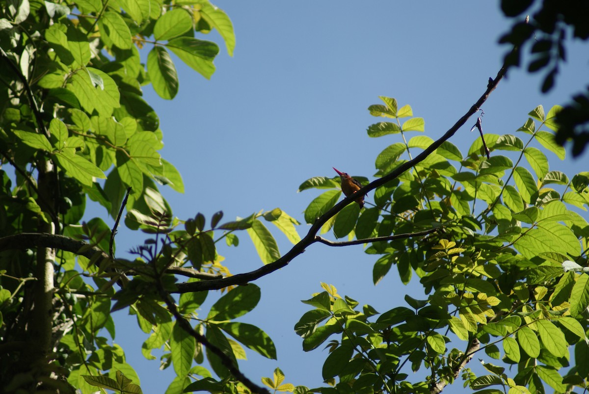 African Pygmy Kingfisher - ML613397439