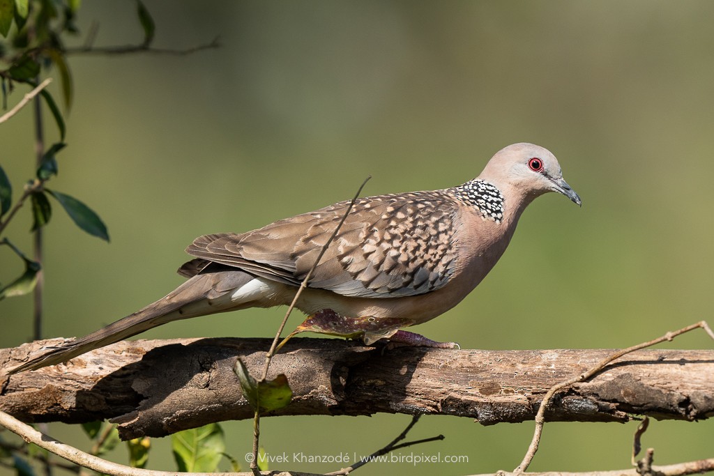 Spotted Dove - ML613397440