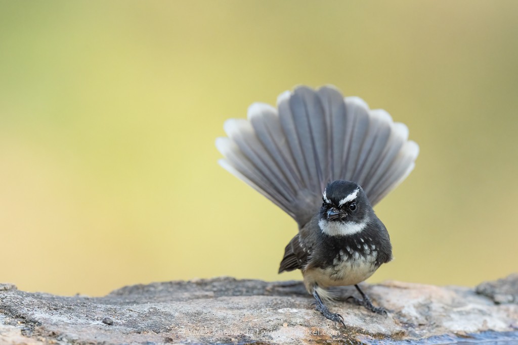 Spot-breasted Fantail - ML613397485