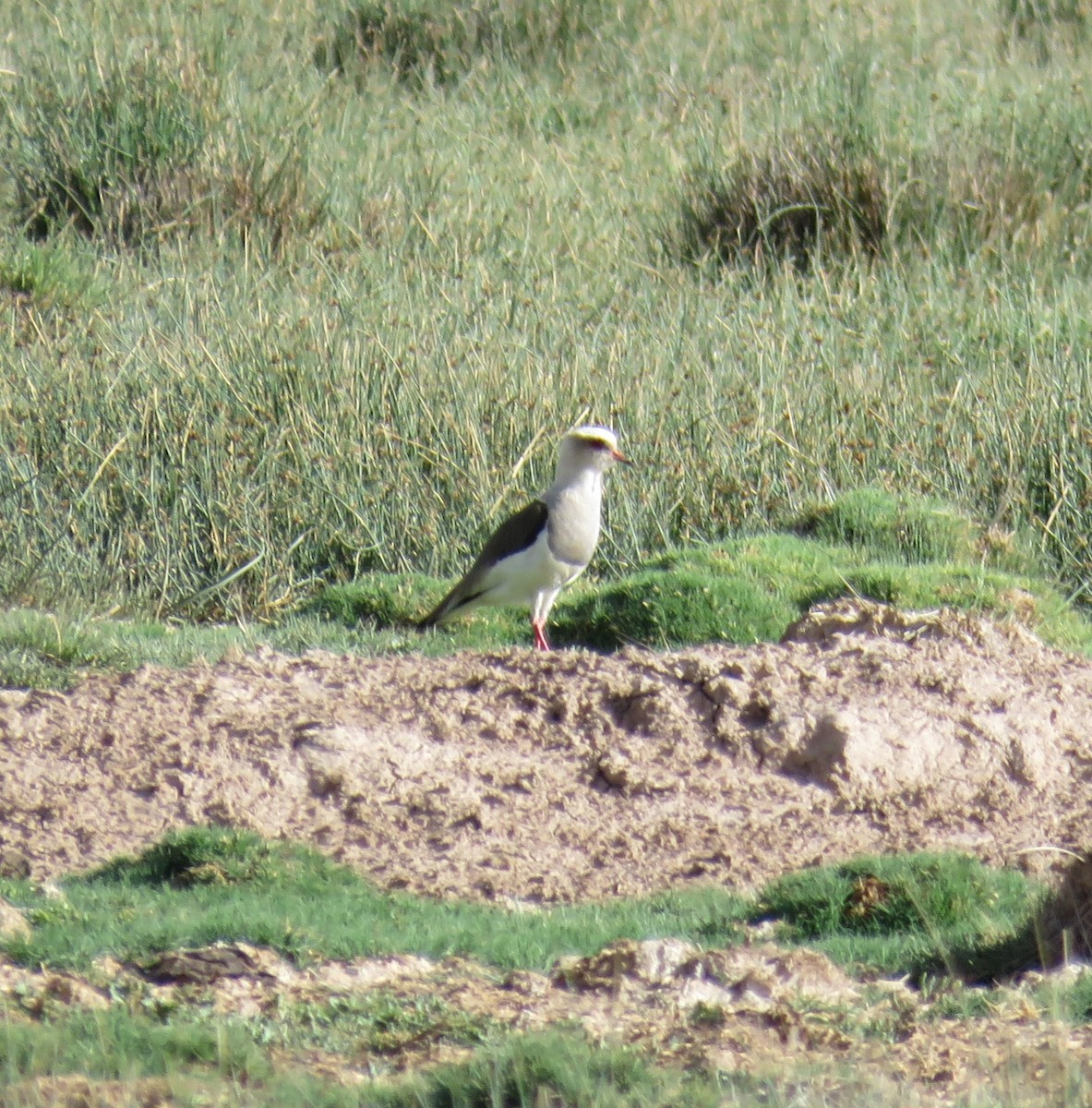 Andean Lapwing - ML613397490