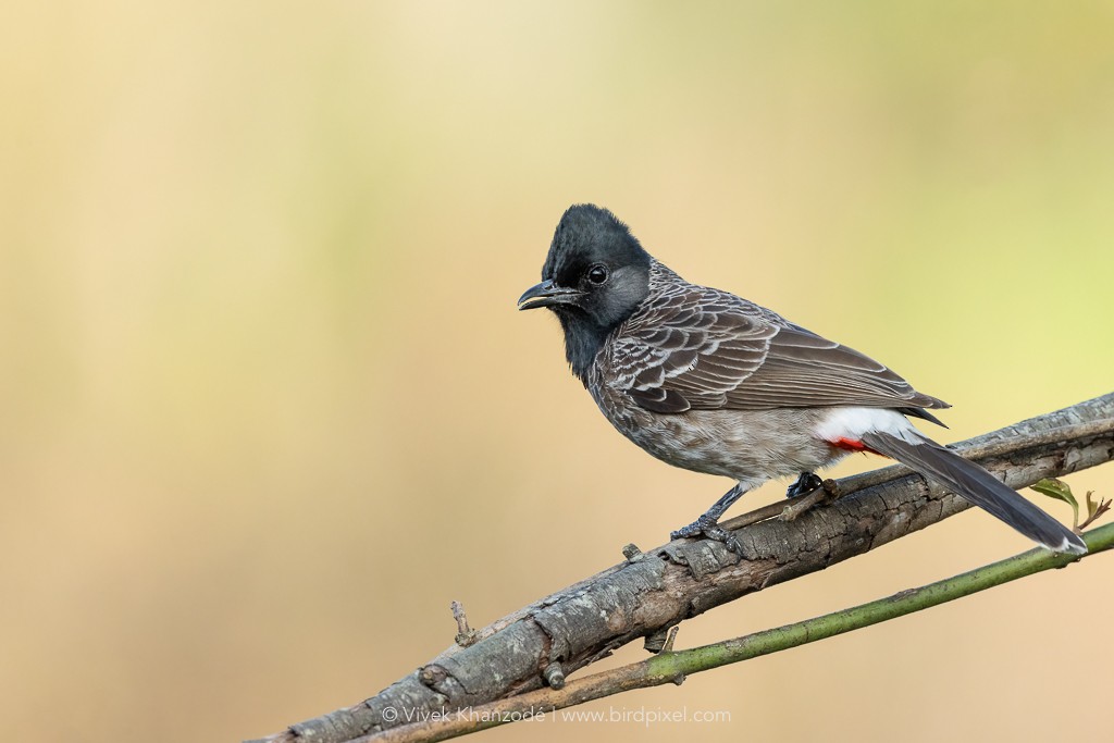 Red-vented Bulbul - ML613397505