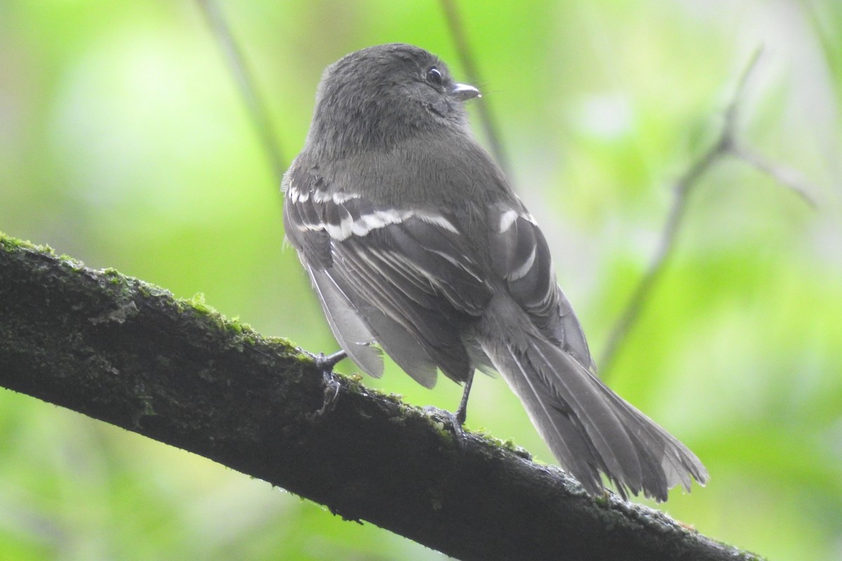 Gray-breasted Flycatcher - ML613397728