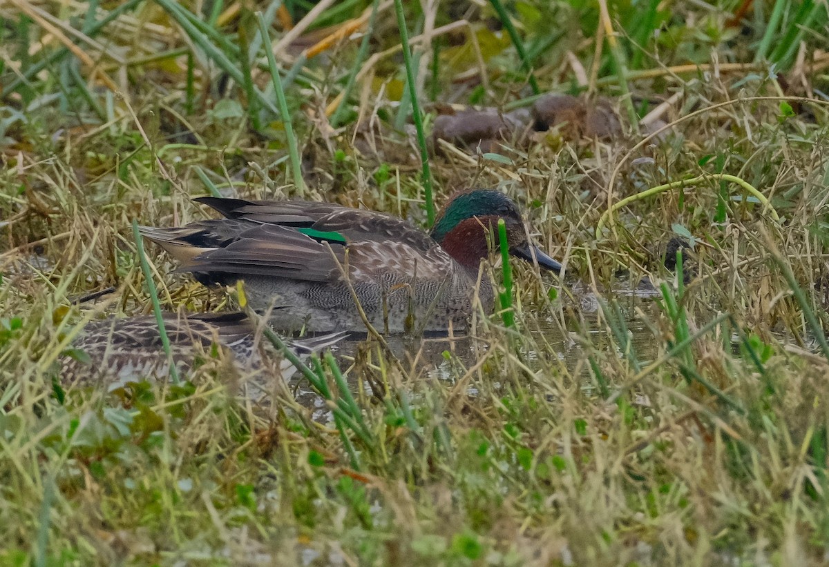 Green-winged Teal - ML613397878