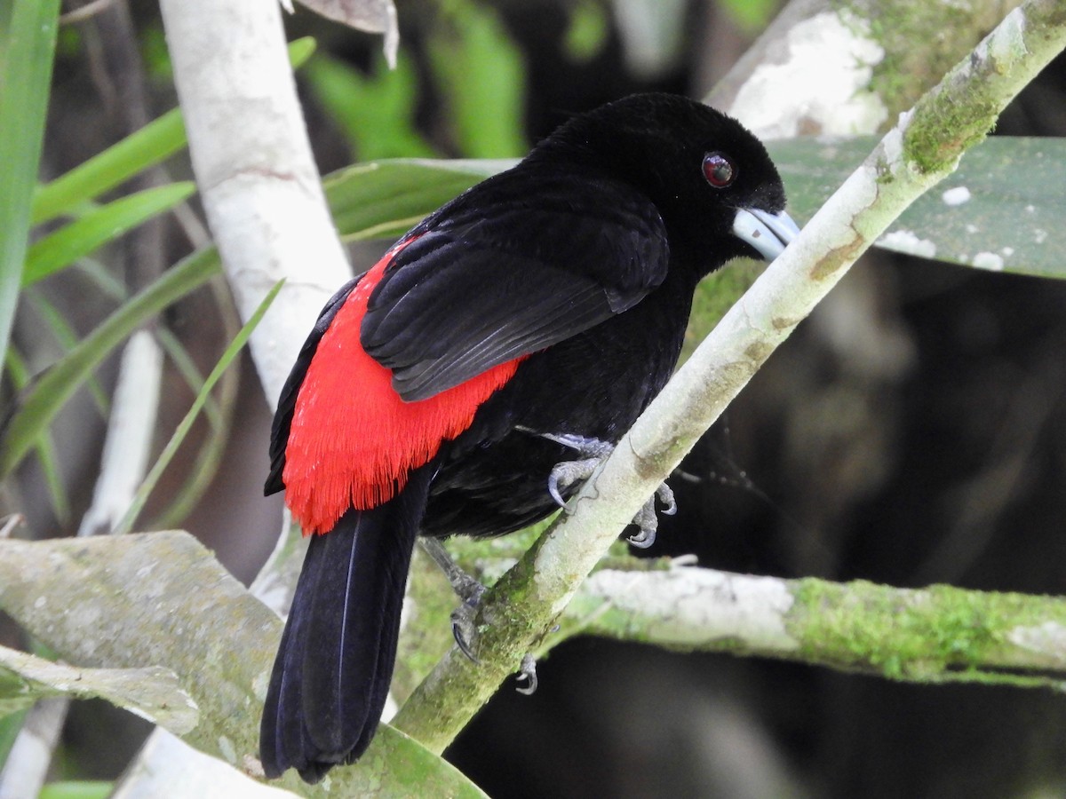 Scarlet-rumped Tanager - Catherine McFadden