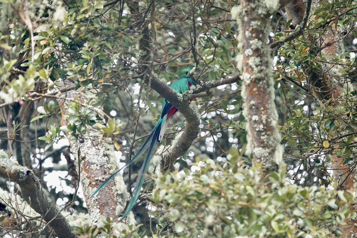 Quetzal Guatemalteco - ML613397970