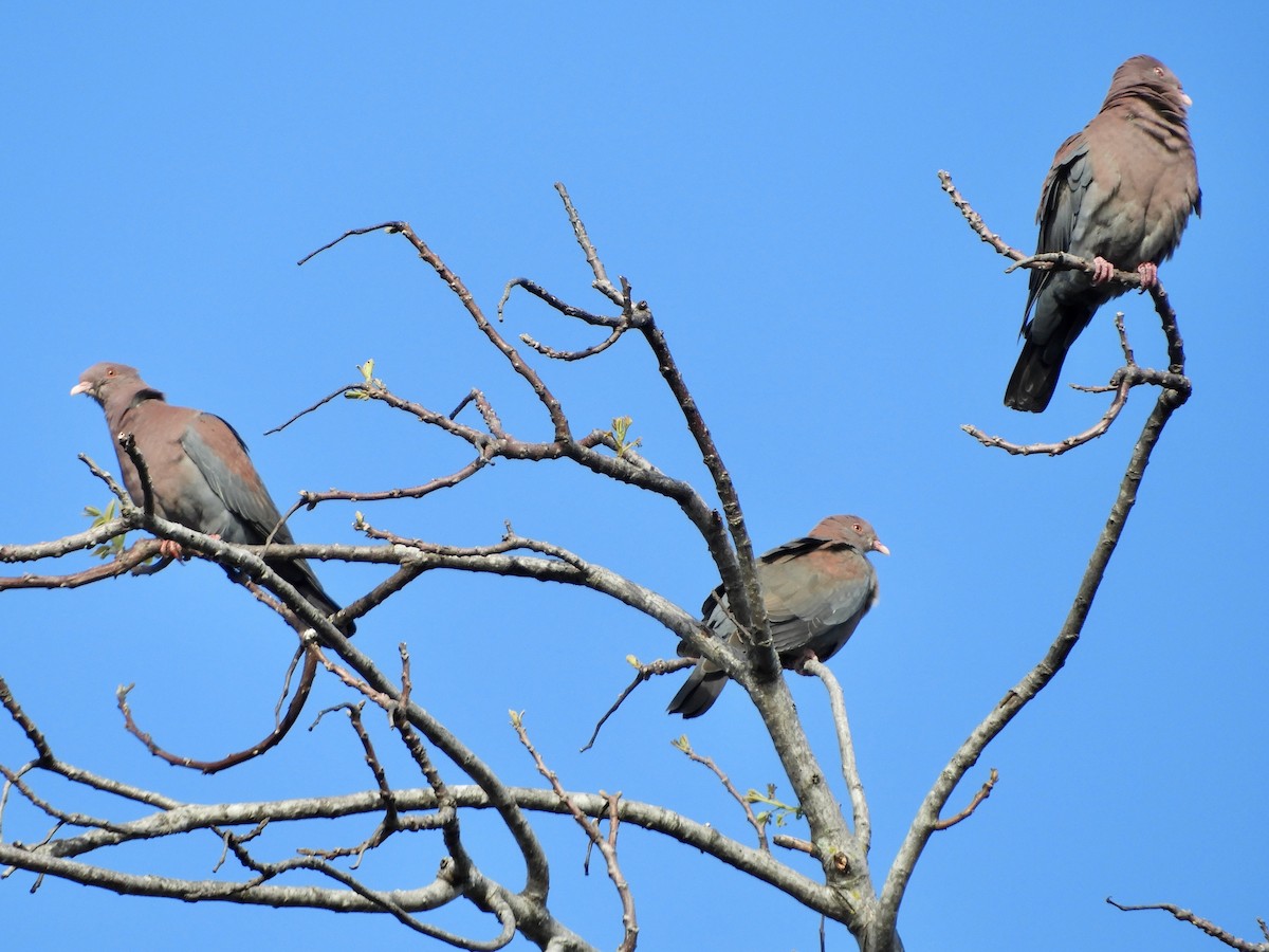 Red-billed Pigeon - ML613398170