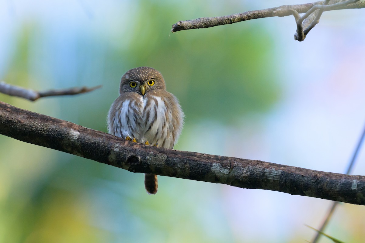 Ferruginous Pygmy-Owl - Antonio Robles
