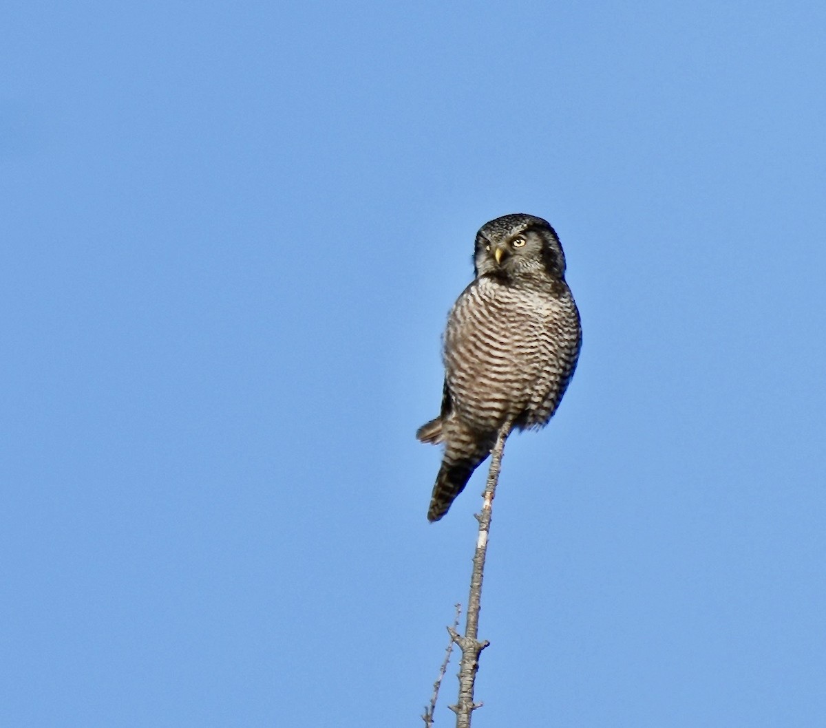 Northern Hawk Owl - ML613398491