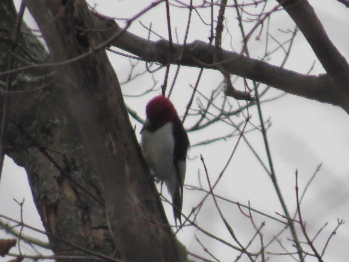 Red-headed Woodpecker - ML613398715