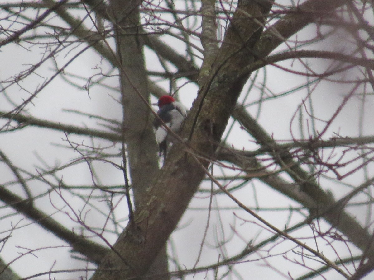 Red-headed Woodpecker - ML613398727