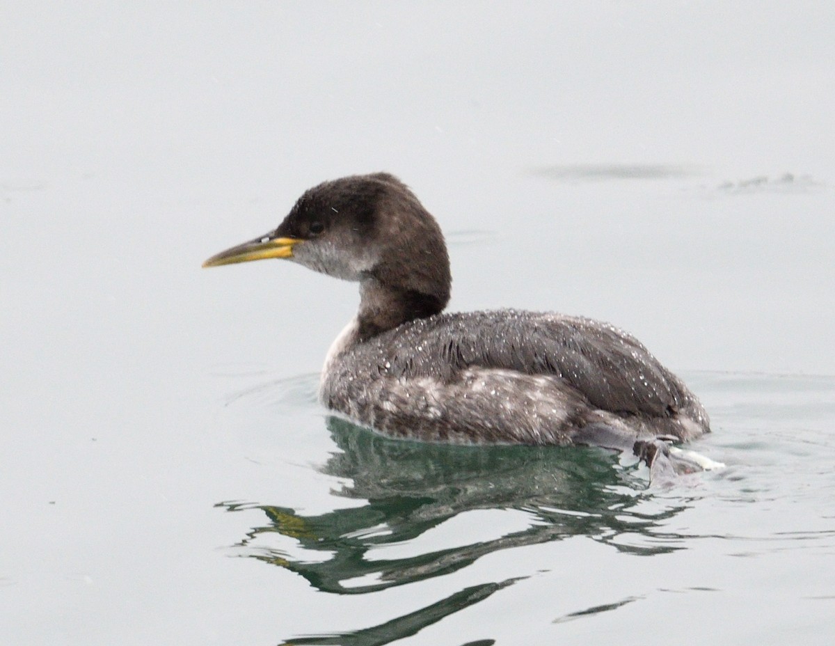 Red-necked Grebe - ML613398788