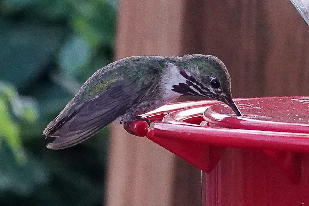 Calliope Hummingbird - ML613399016