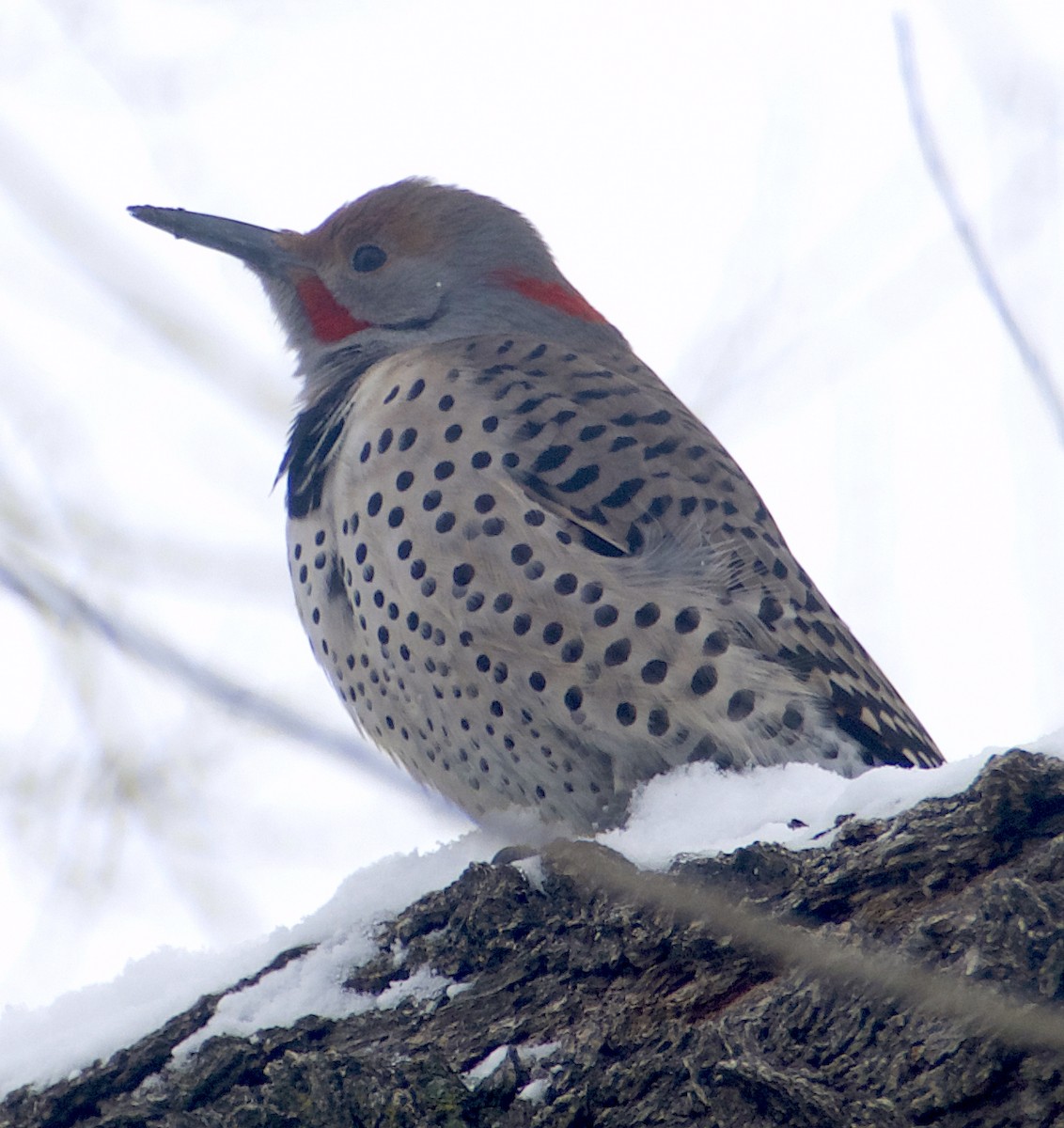 Northern Flicker (Yellow-shafted x Red-shafted) - ML613399253