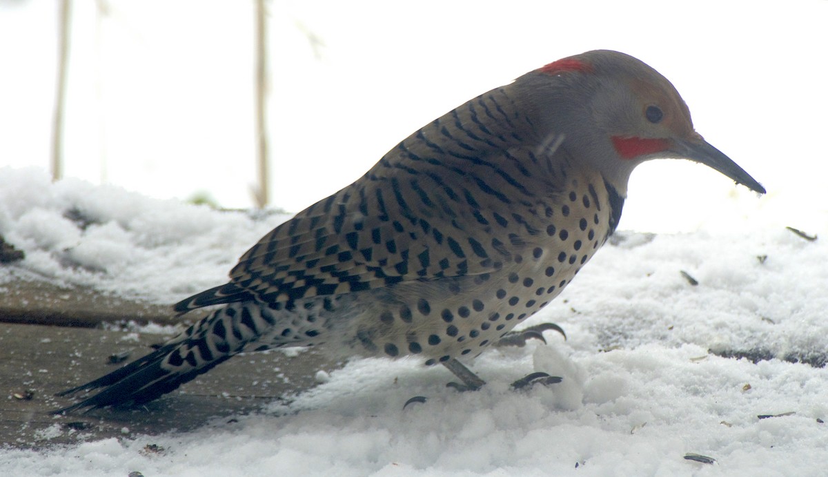 Northern Flicker (Yellow-shafted x Red-shafted) - ML613399255