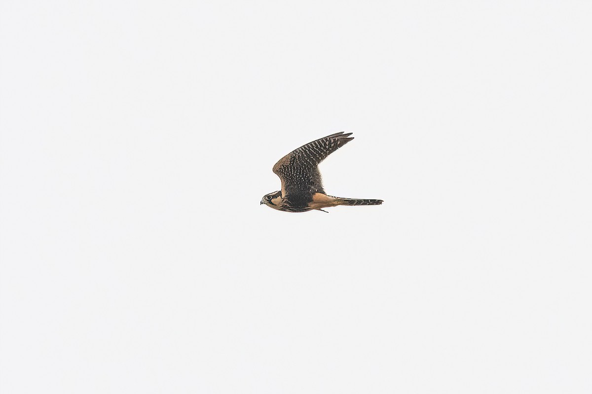 Aplomado Falcon - Raphael Kurz -  Aves do Sul