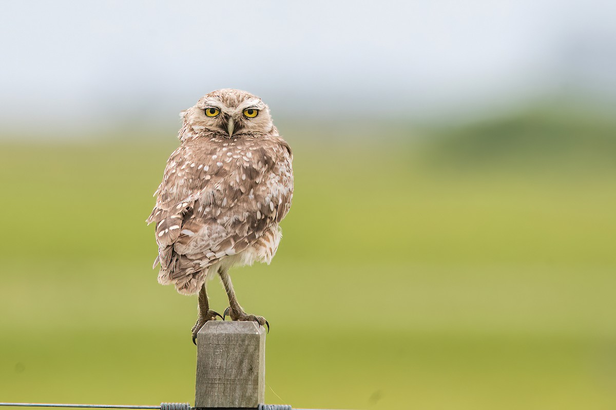 Burrowing Owl - Raphael Kurz -  Aves do Sul