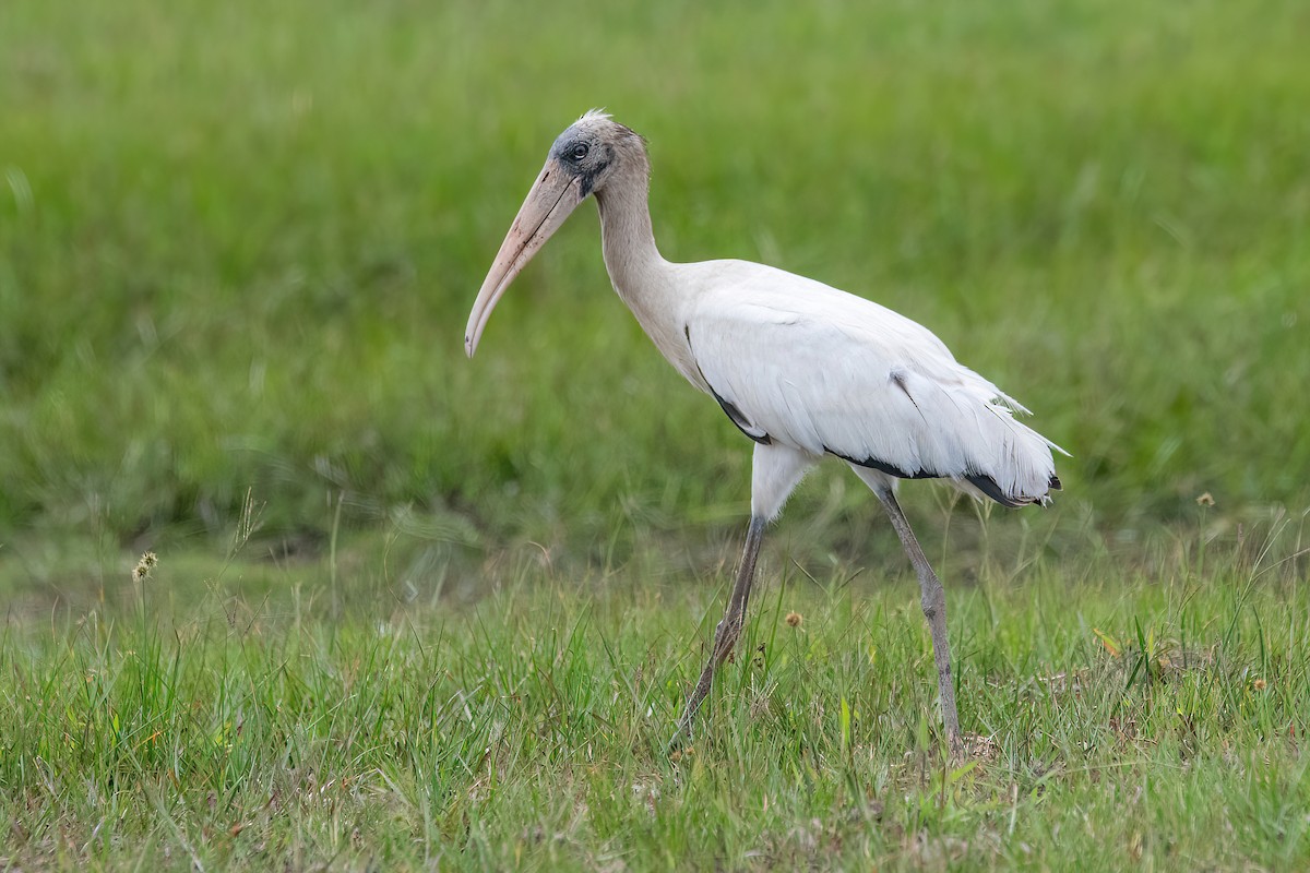 Wood Stork - Raphael Kurz -  Aves do Sul