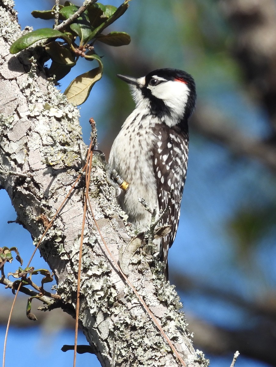 Red-cockaded Woodpecker - Kathy Springer