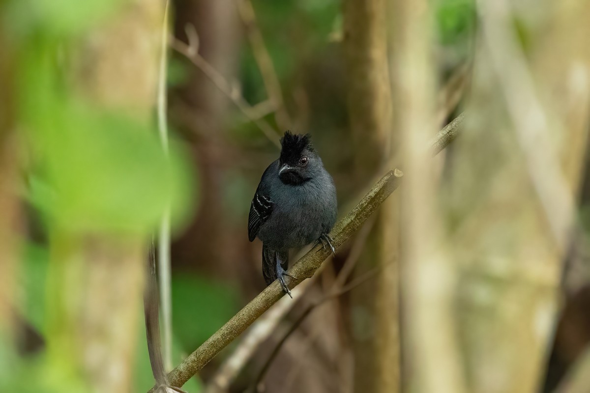 Black-headed Antbird - Thibaud Aronson