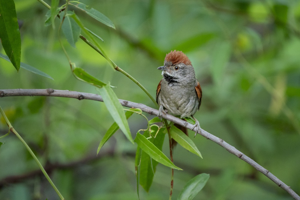 Sooty-fronted Spinetail - ML613399399