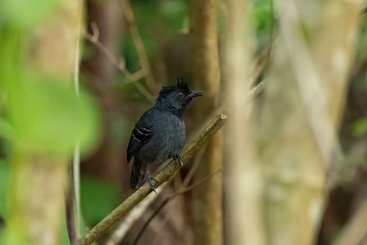 Black-headed Antbird - ML613399433