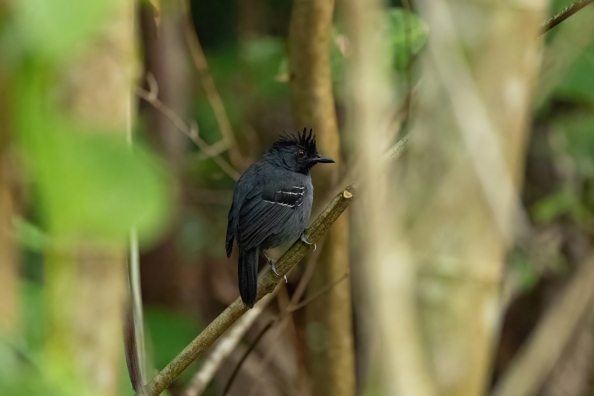 Black-headed Antbird - ML613399505