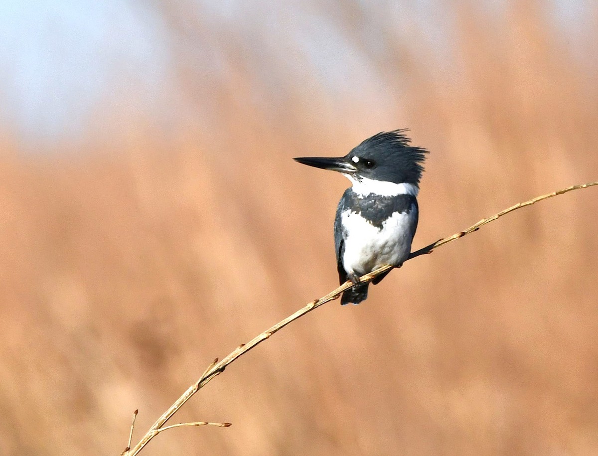 Belted Kingfisher - ML613399726